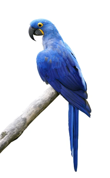 blue-hyacinth-macaw